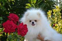 Szpic miniaturowy pomeranian piękny malutki REPRODUKTOR