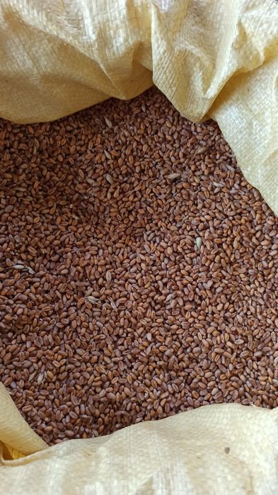 Pszenica ozima Bataja, zboże, mąke,