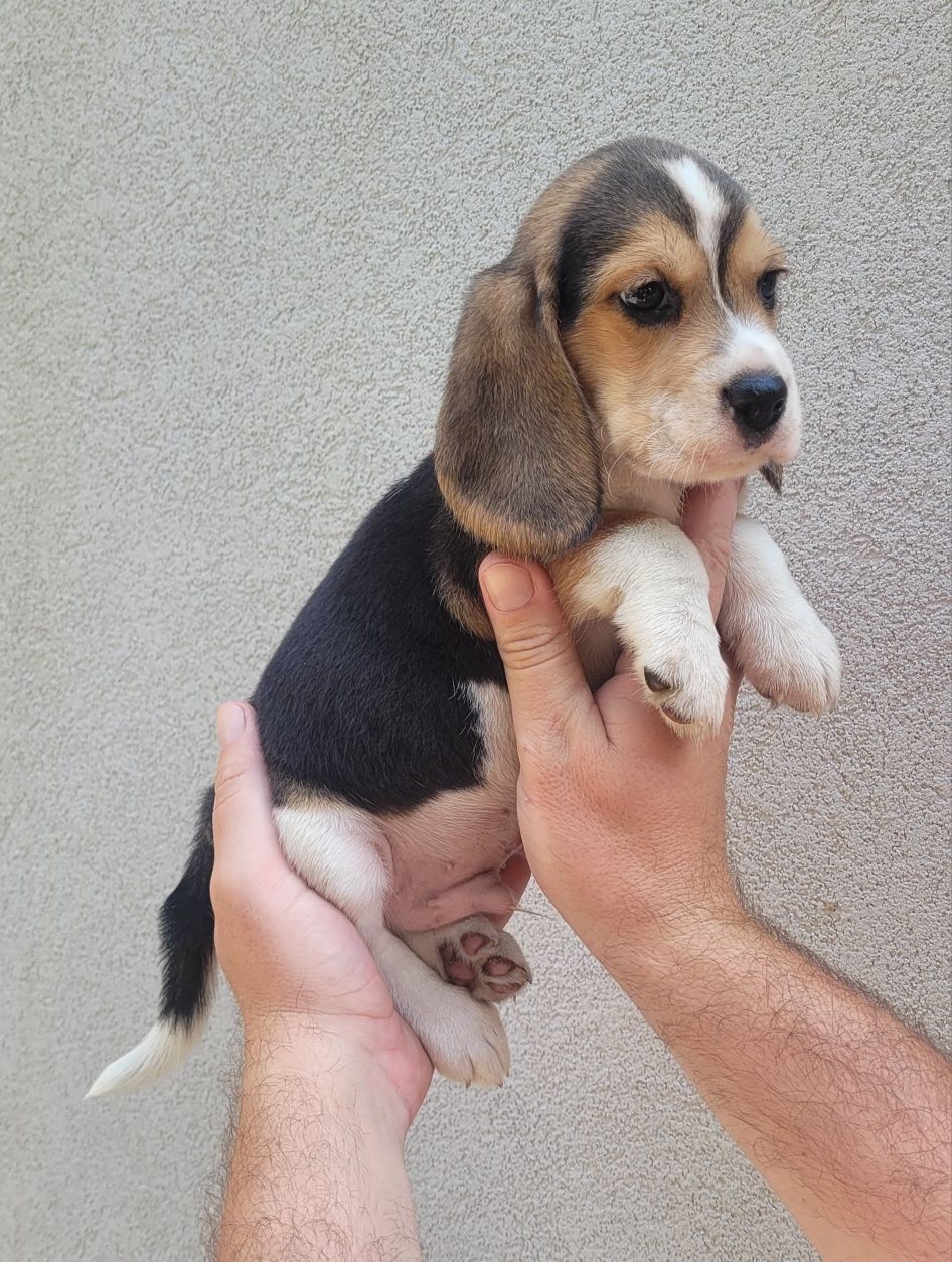 Macho beagle tricolor