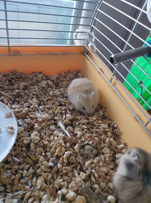 Джунгарские хомячки