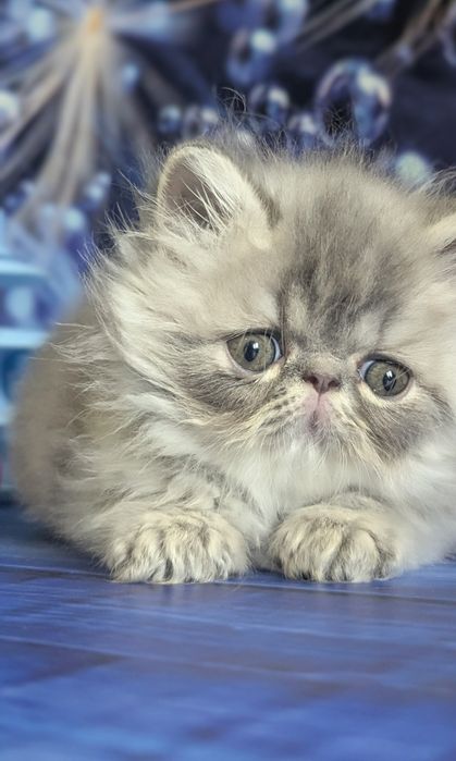 Персидські кошенята з офіційного розплідника