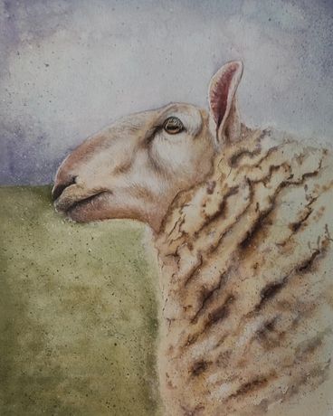 Owca, akwarela,obraz 30x40