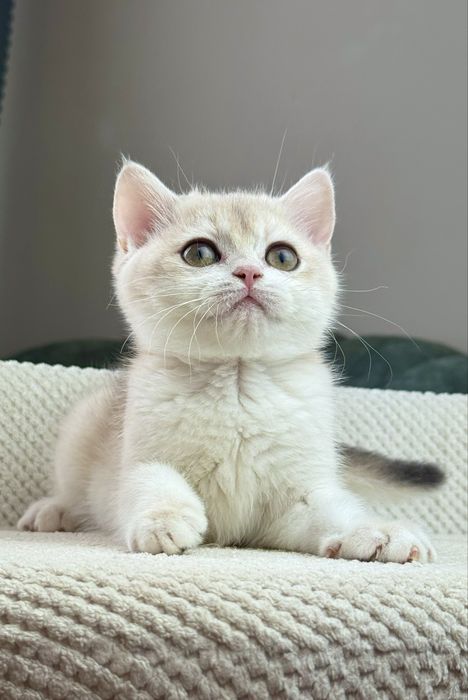 Британочка Фаббі