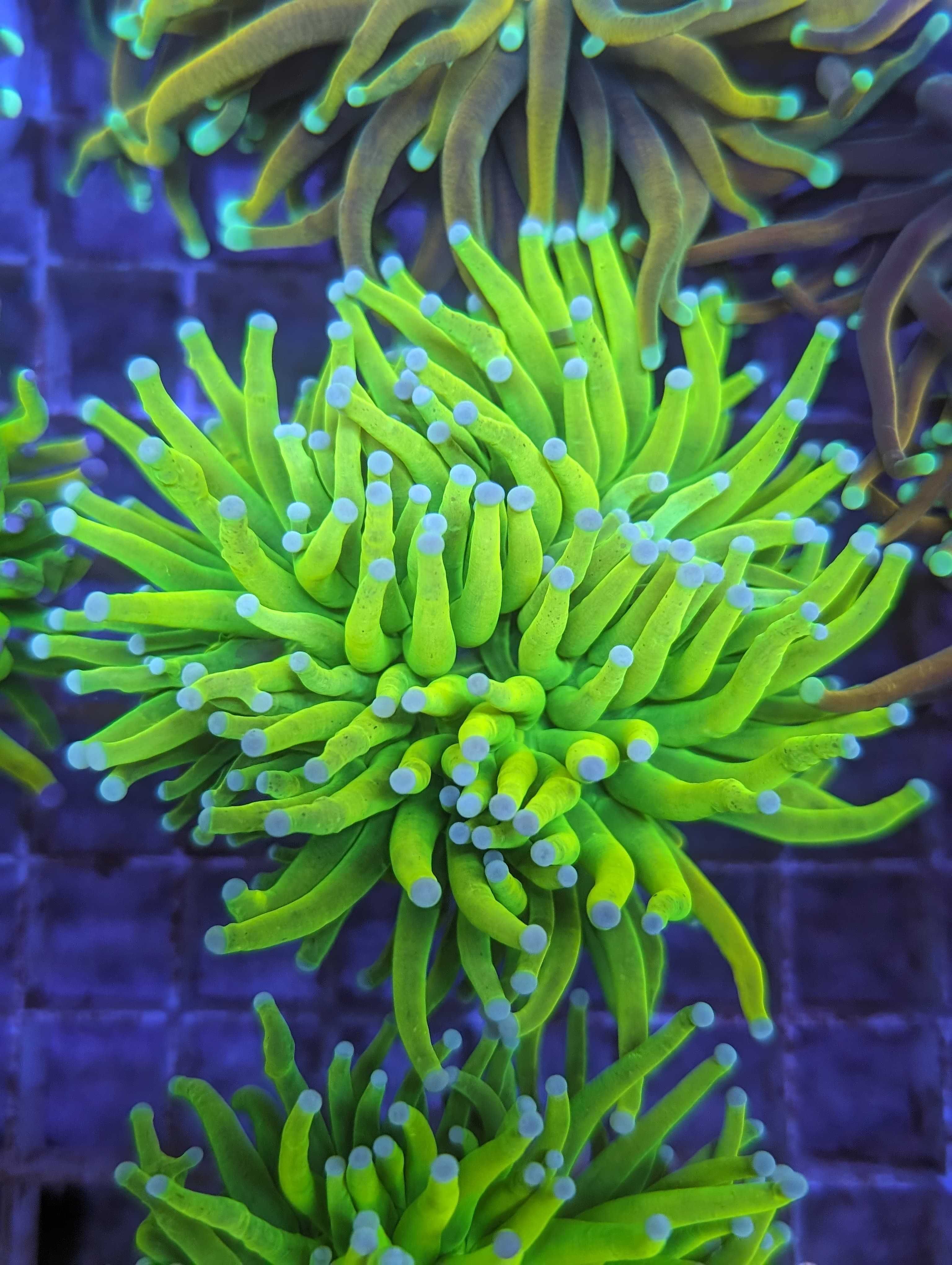 Euphyllia Banana WYSIWYG #1