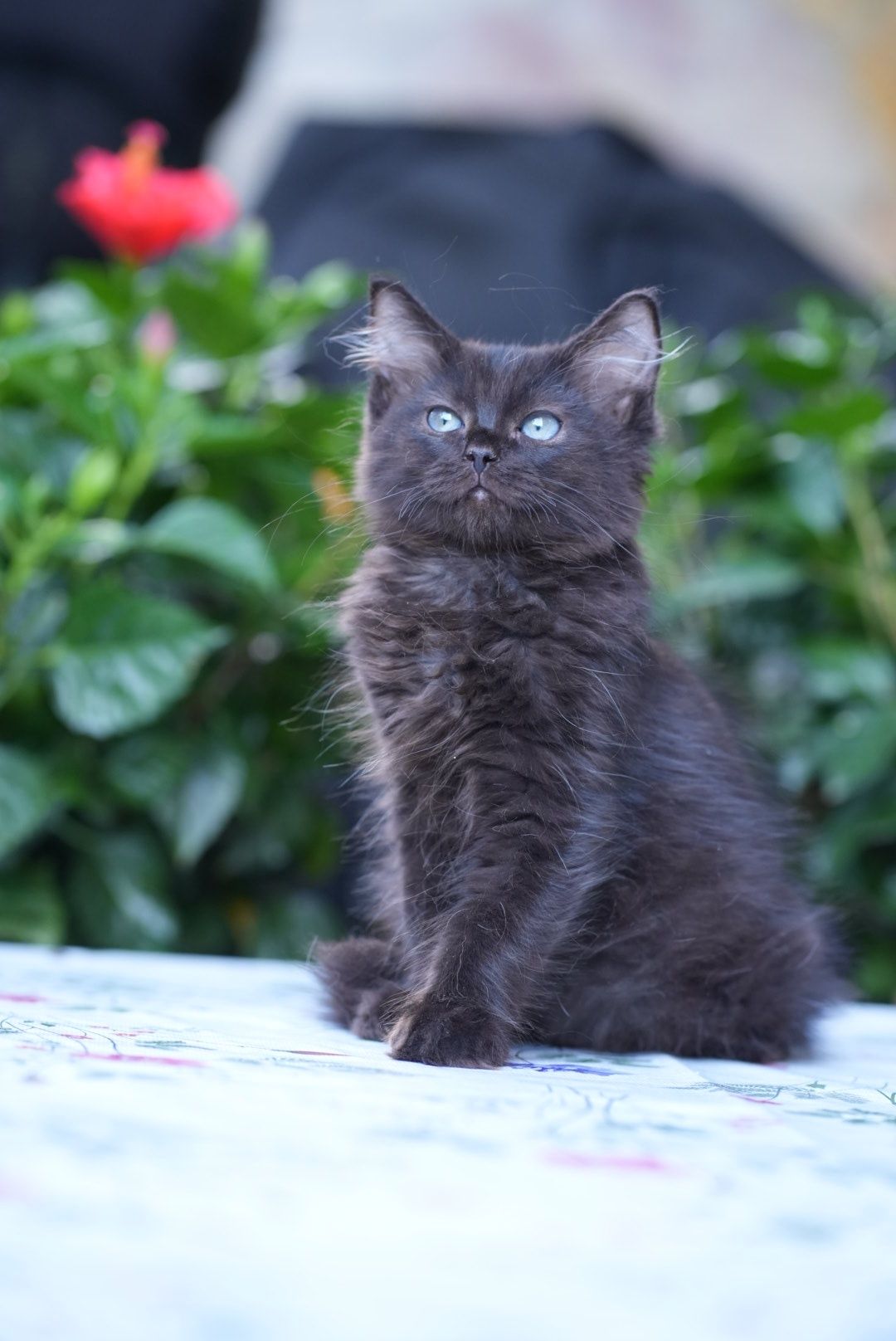 Kocurek black solid ragdoll/cherubim