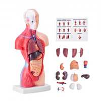 Modelo de corpo humano, 15 peças, 28cm, órgãos removíveis