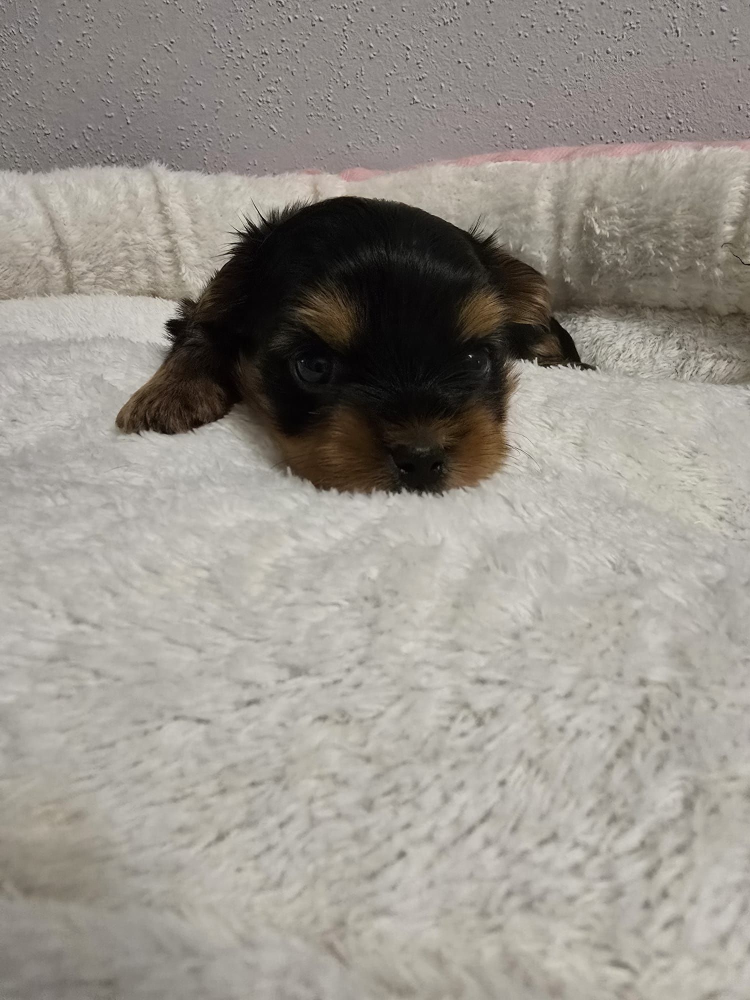 Yorkshire terrier