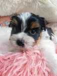 Yorkshire Terrier Biewer
