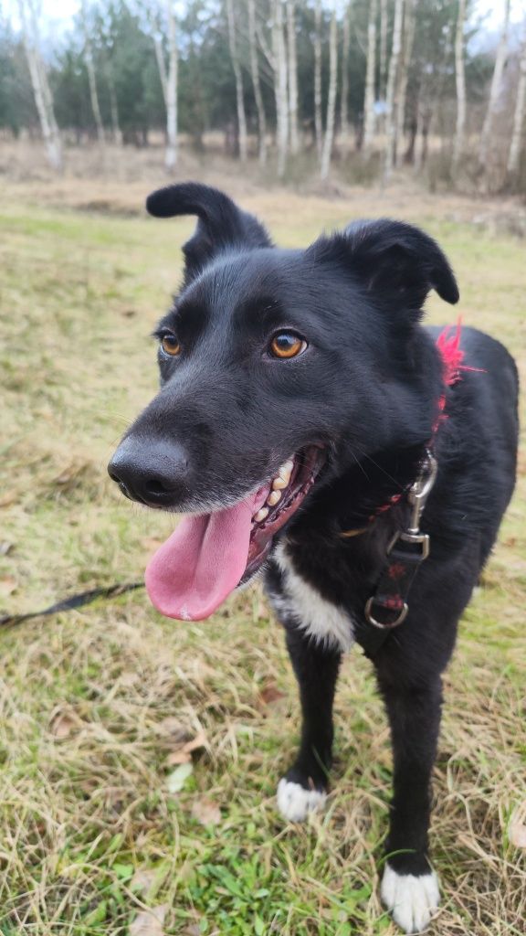 Piękny, młody, żywiołowy Bond do adopcji