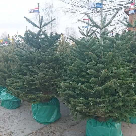 CHOINKI ŁÓDŹ EXTRA Jodła cięta, Świerk, Jodła rosnące w donicach