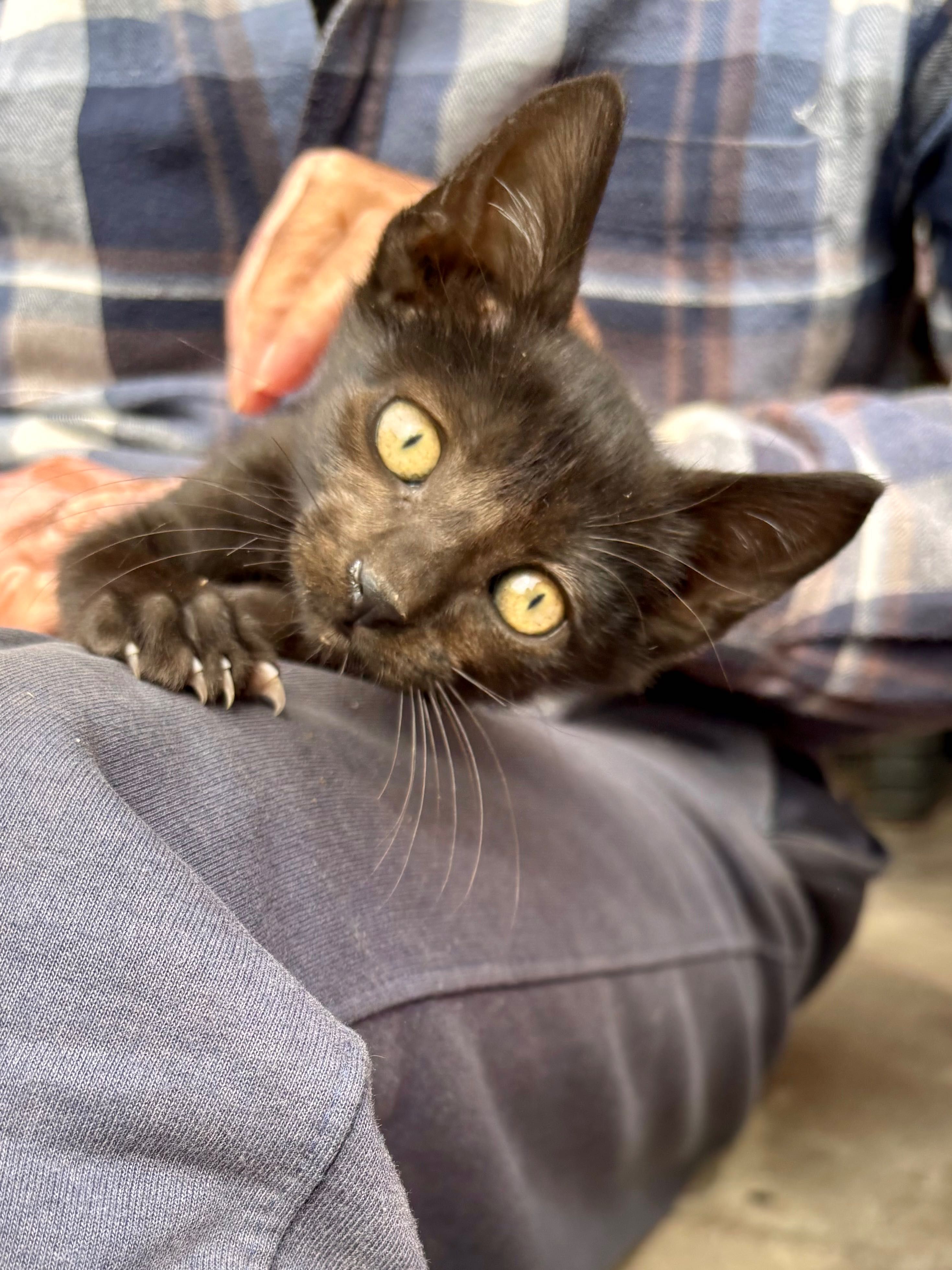 Gatinho bebé macho 2 meses