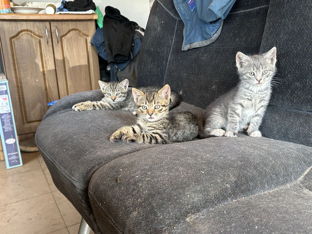 Котики в добрі руки оплачу стерилізацію
