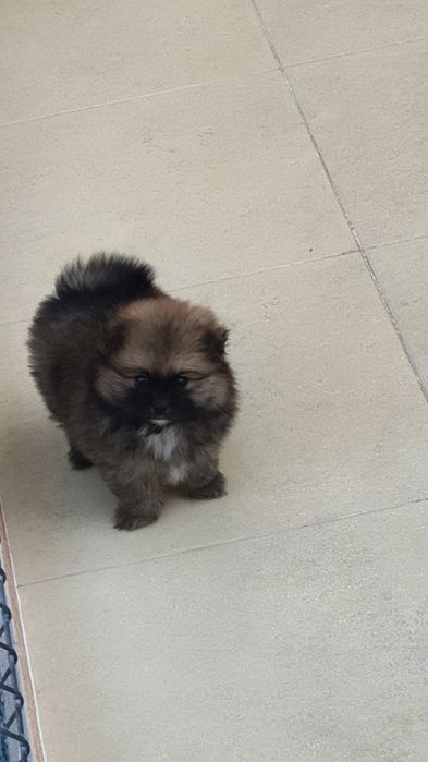 Spitz alemão menino