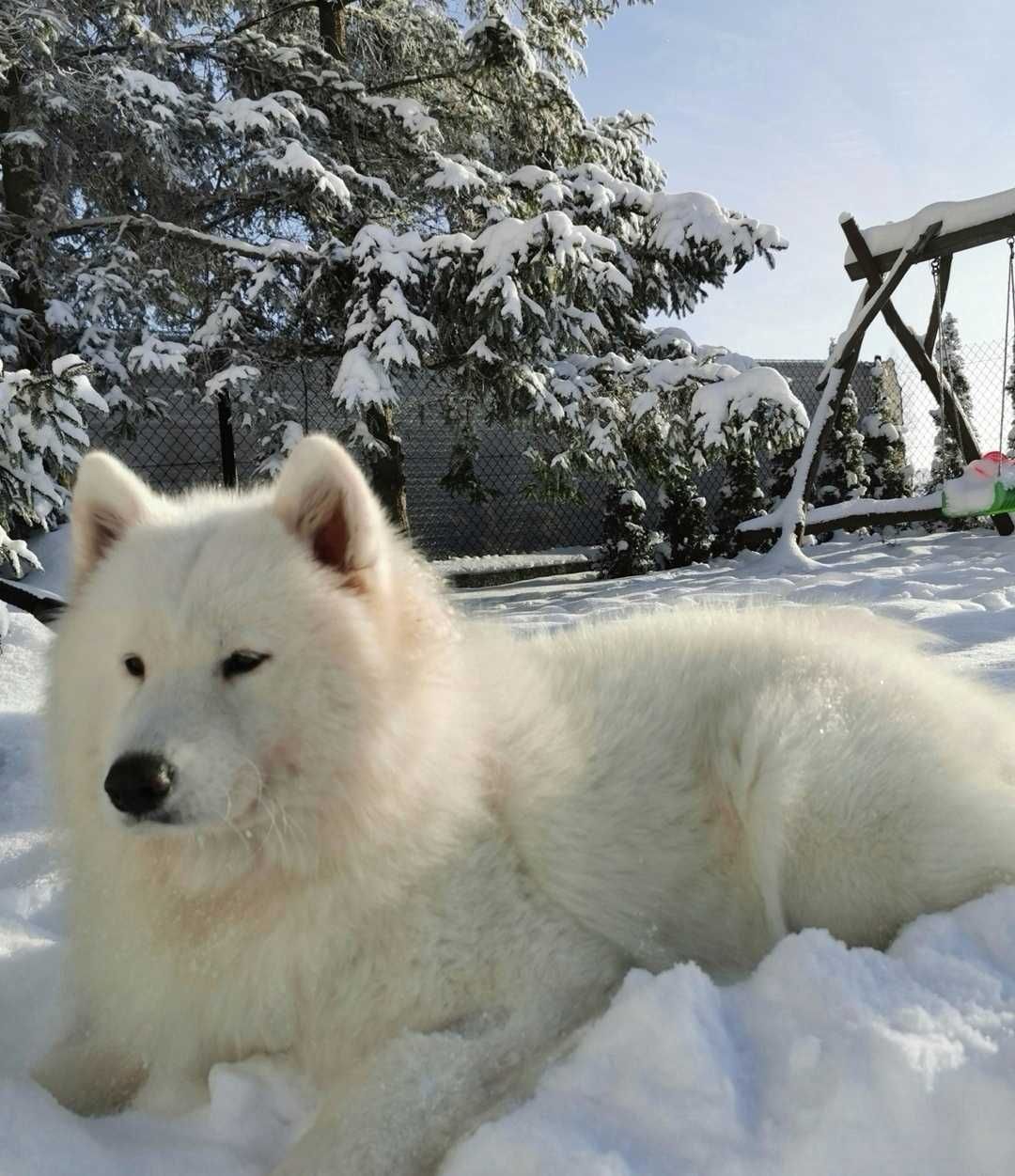 Samoyed z rodowodem suczka samoyed szczenię