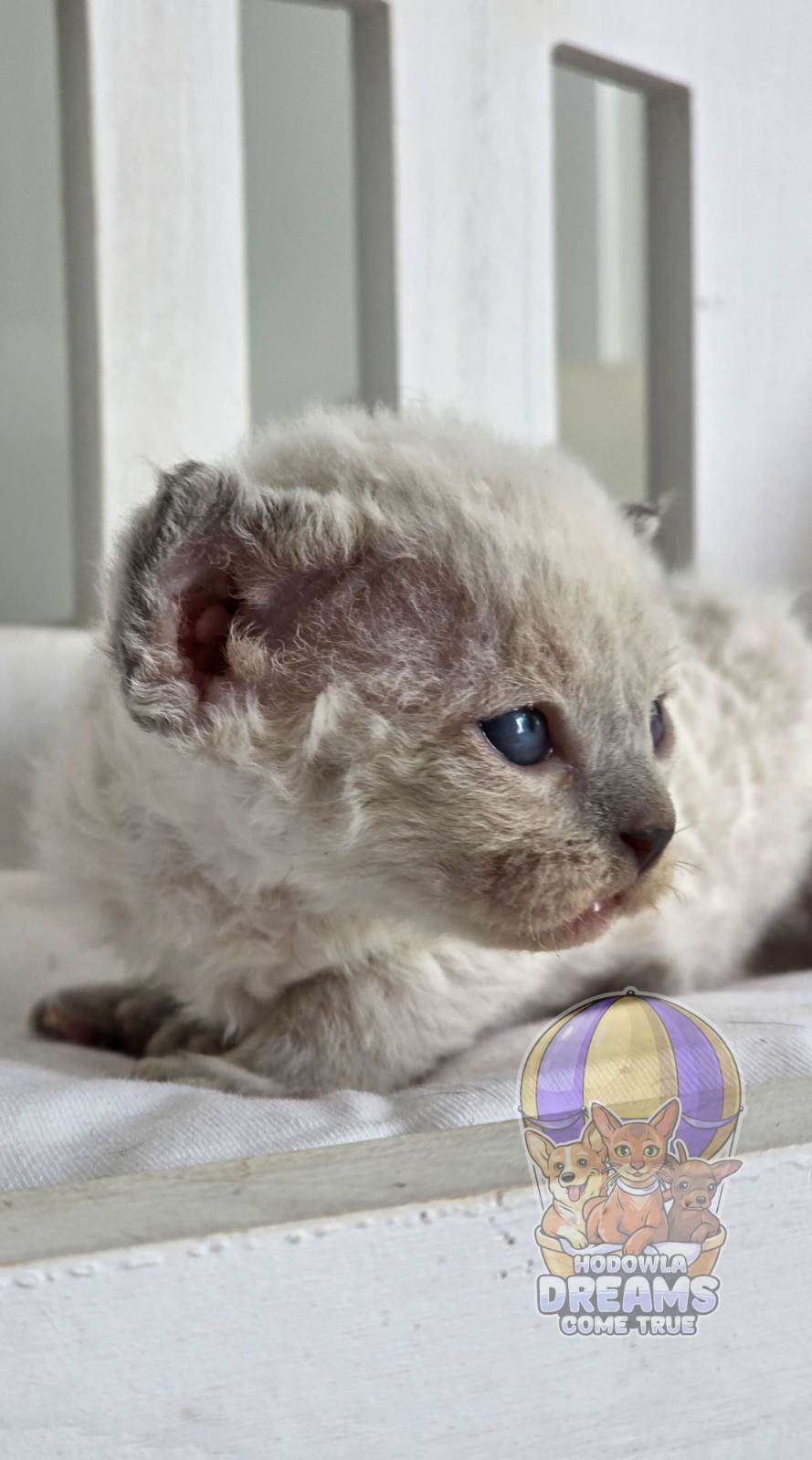 Devon Rex "*Niebieskooki Kocurek **Do Rezerwacji