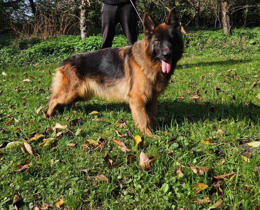 Owczarek Niemiecki Długowłosy Zkwp FCI suczka.Możliwosc wysłania