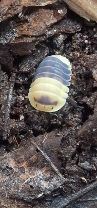 Cubaris bumble bee Isopody/kulanki/ekipa sprzątająca 10 szt. NAJTANIEJ