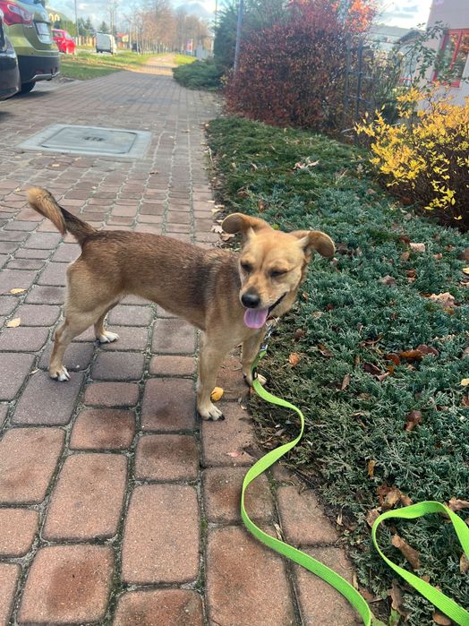 Nutka szuka nowego domu