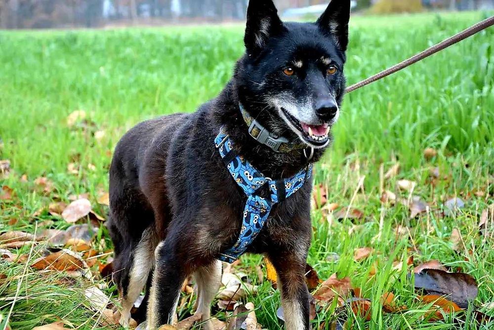 Larisa - wyjatkowa sunia szuka spokojnego domu! :)