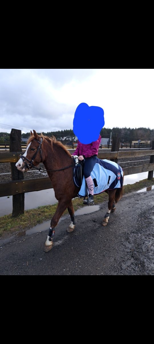 Sprzedam kuca Welsh Pony