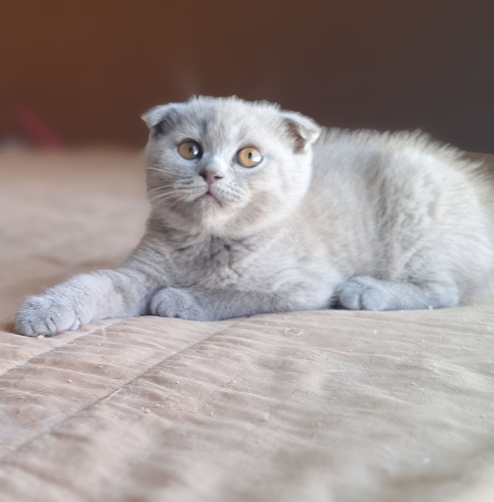 Scottish fold fêmea lilac
