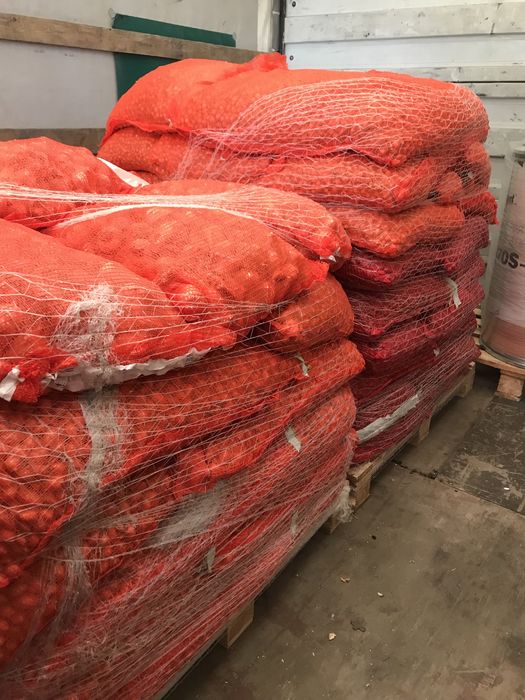 РОЗПРОДАЖ РАДАР!!! Цибуля озима голандська сівок ГУРТ Голандія