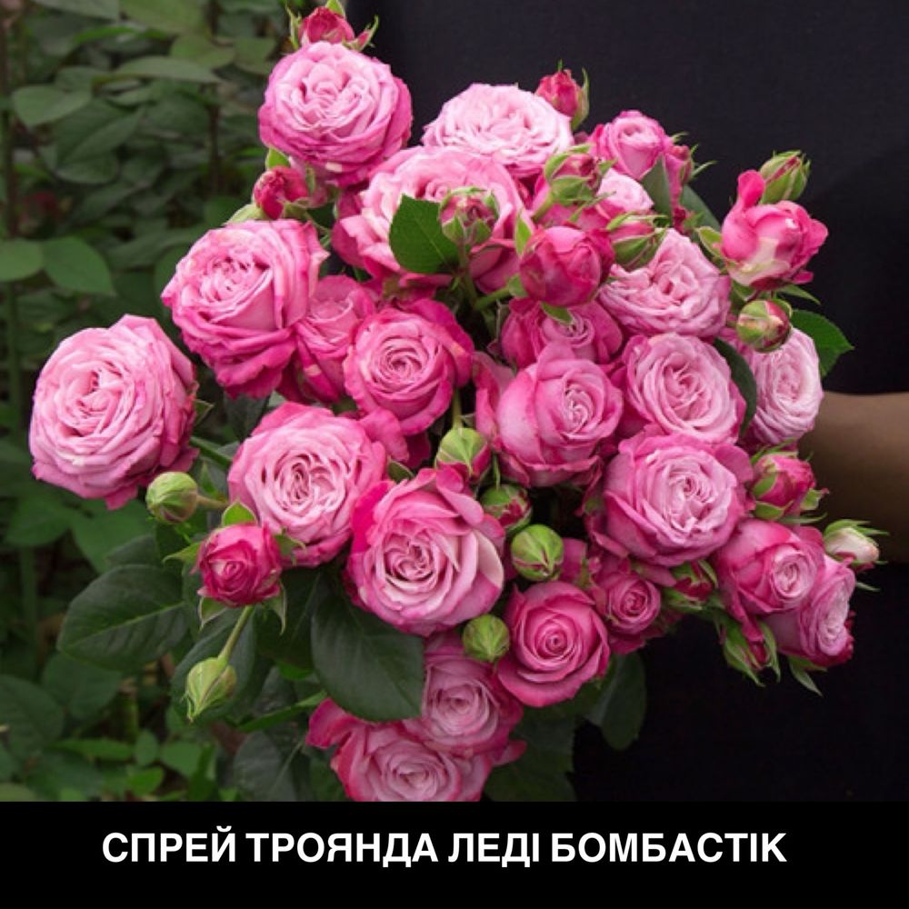 Саджанці троянди, рози