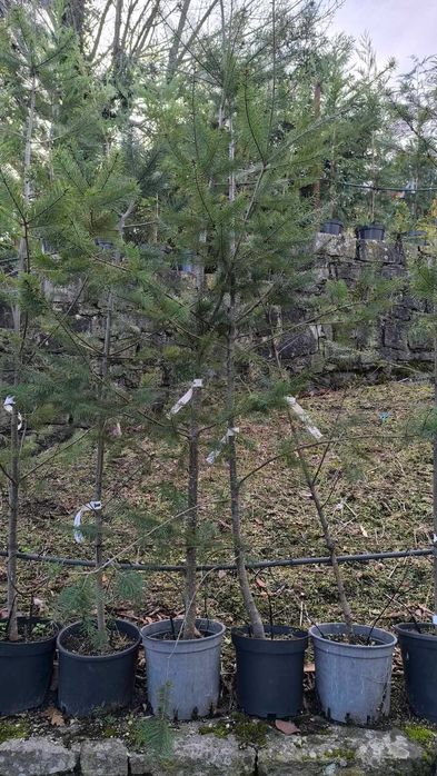 Abeto-de-Douglas ( Pseudotsuga )
