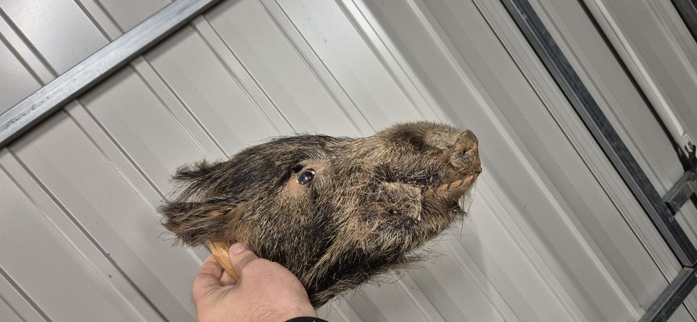 Bazant kura dzik spreparowane