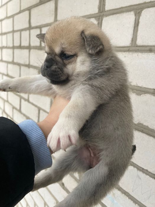 Віддам у надійні руки