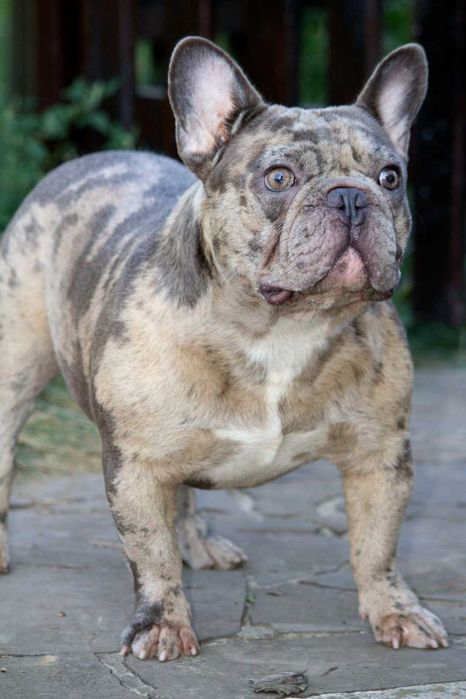 Французский бульдог