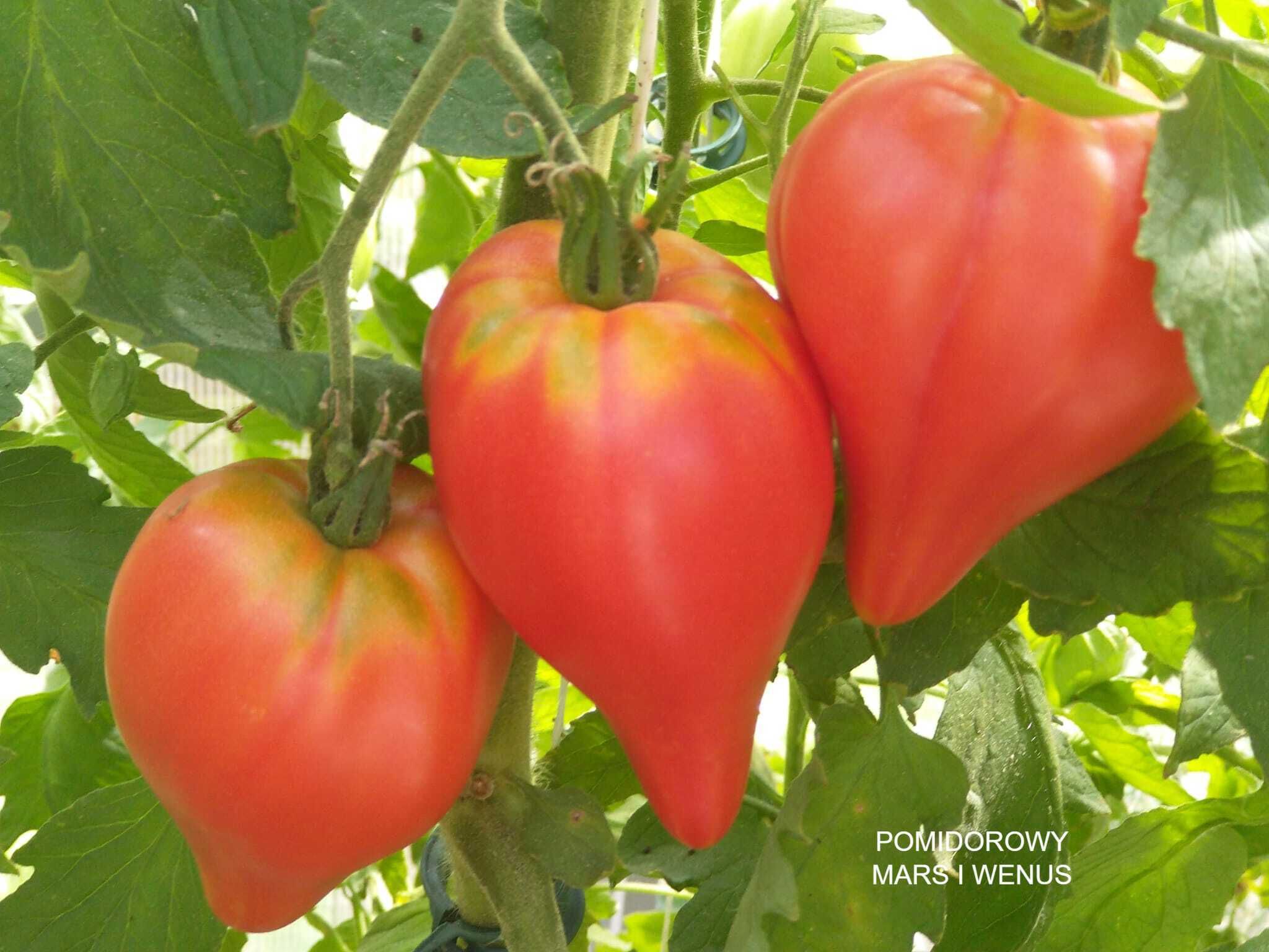 3  Odmiany Nasion Pomidora z Moich Ogłoszeń