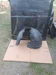 Nadkole lewe przednie Ford Focus MK-3 III C-Max II AM51-R16115-BF Nadkole lewy przód przednie Ford Focus MK-3 III C-Max II AM51-R16115-BF