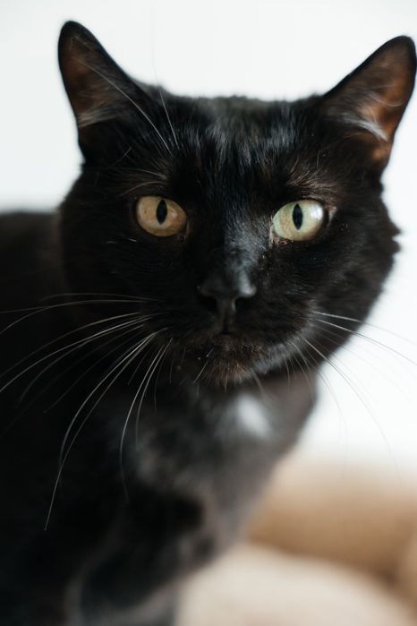 Кішечка Шанель у хороші руки