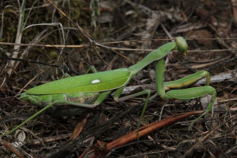 Sphodromantis viridis L6 Modliszka Gwinejska