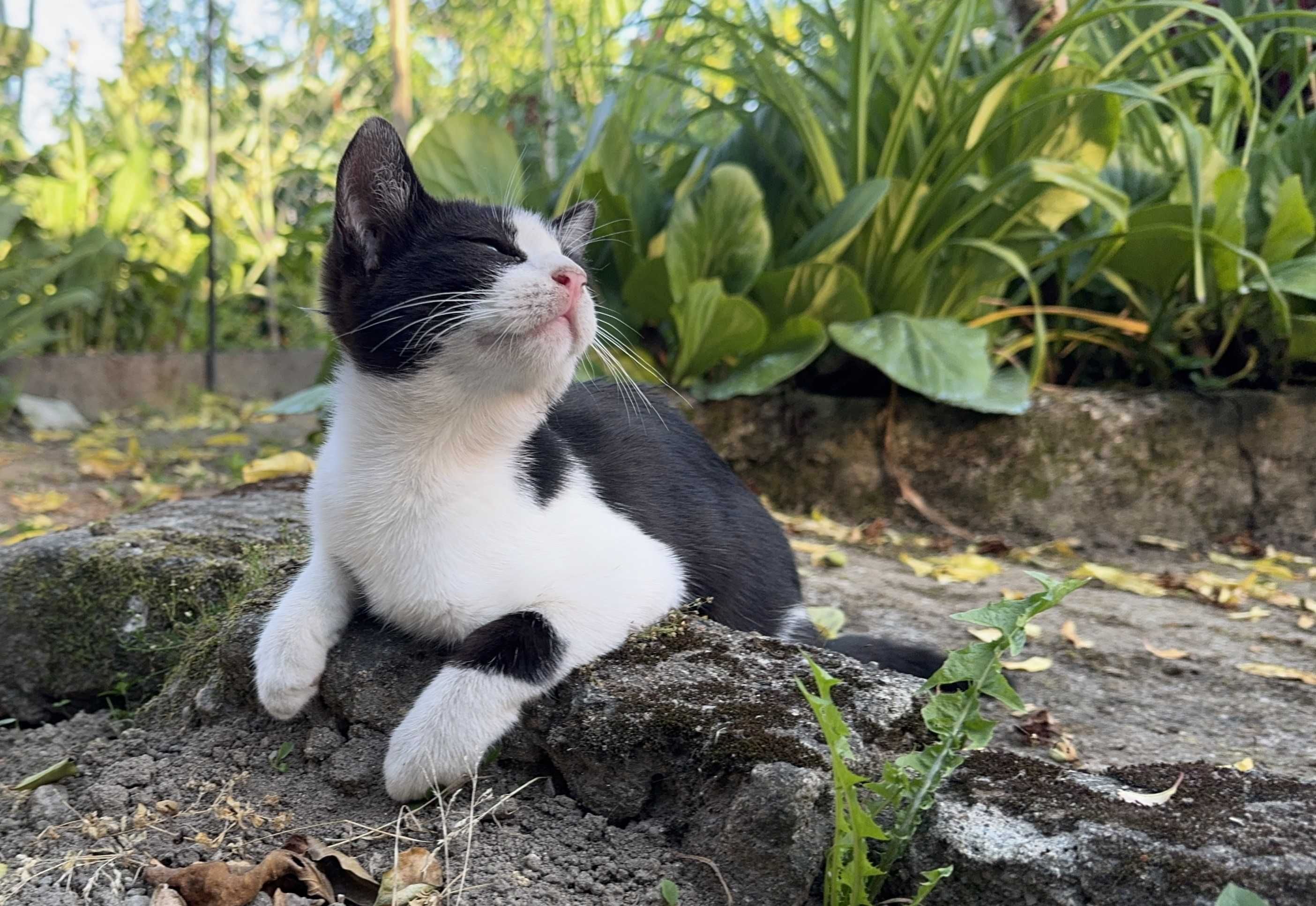Gata para Adoção Responsável