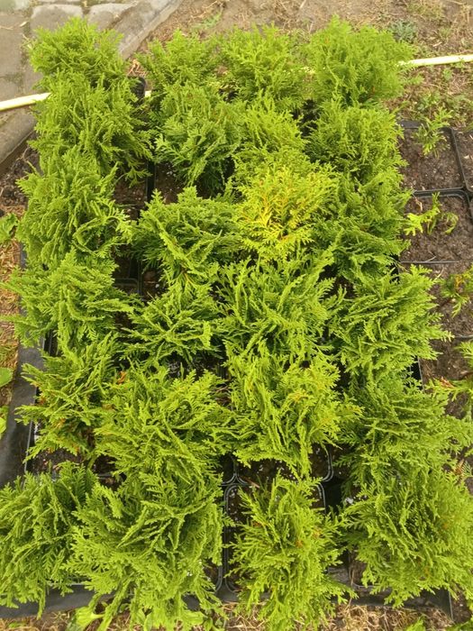 Туя Даніка 150 грн