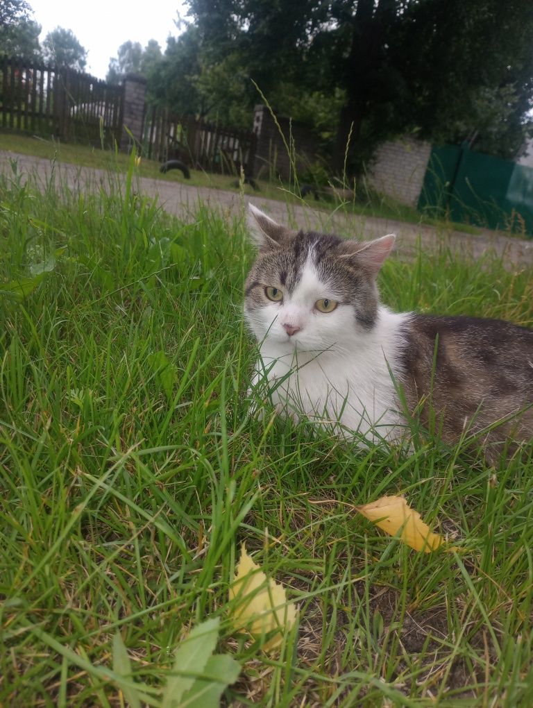 Кот Батон с Шалыгино