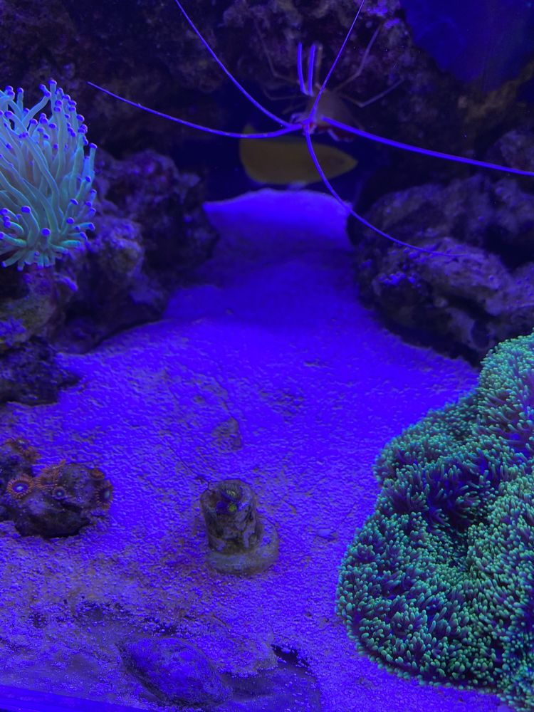 Koralowce, korale, miękasy