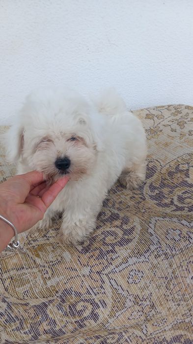 Bichon maltes macho olhos azuis