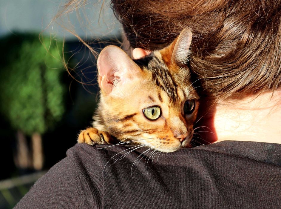 Dziewczyna bengalska do hodowli. Złoty kolor