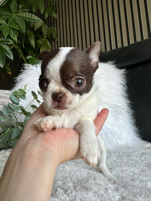 Chihuahua Super Mini .Cabeça de maçã. Menina .Chocolate e Branco