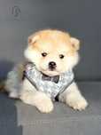 Pomsky ( Mini Husky )