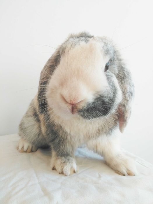 Вислоухие крольчата, породы Голландский карликовый баран