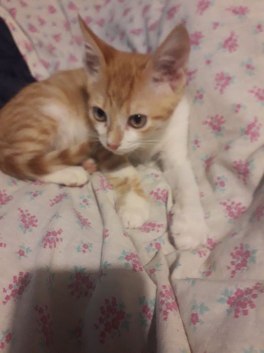 Котята отдадим в хорошие руки