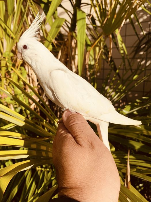 Caturra domesticada excecional Branca