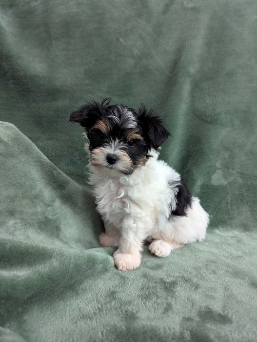Piesek Yorkshire Terrier Biewer