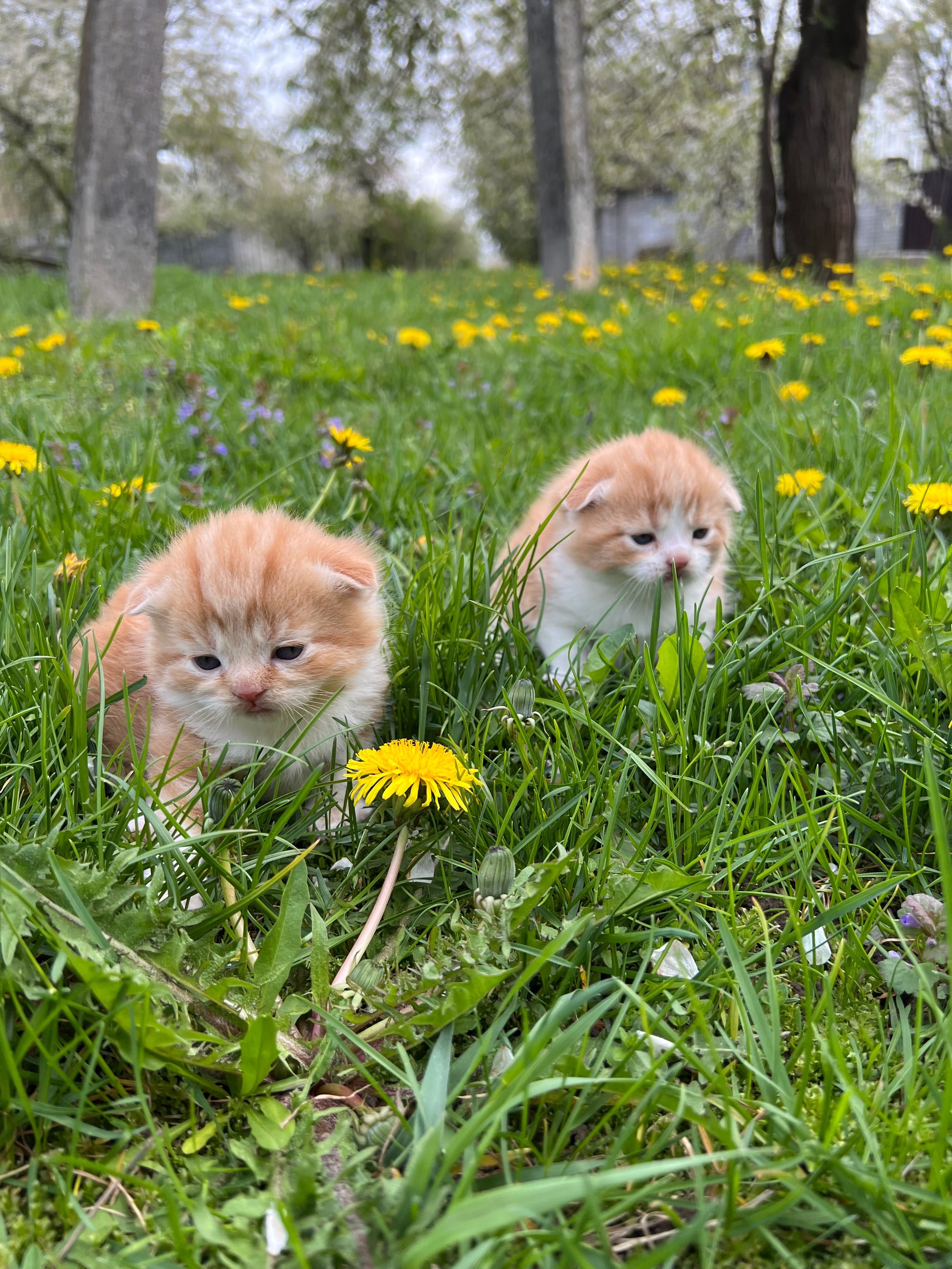 Котусики та кицюні