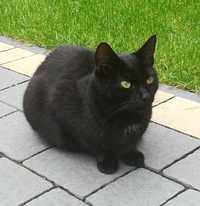 ZAGINĘŁA czarna kotka - Otwock