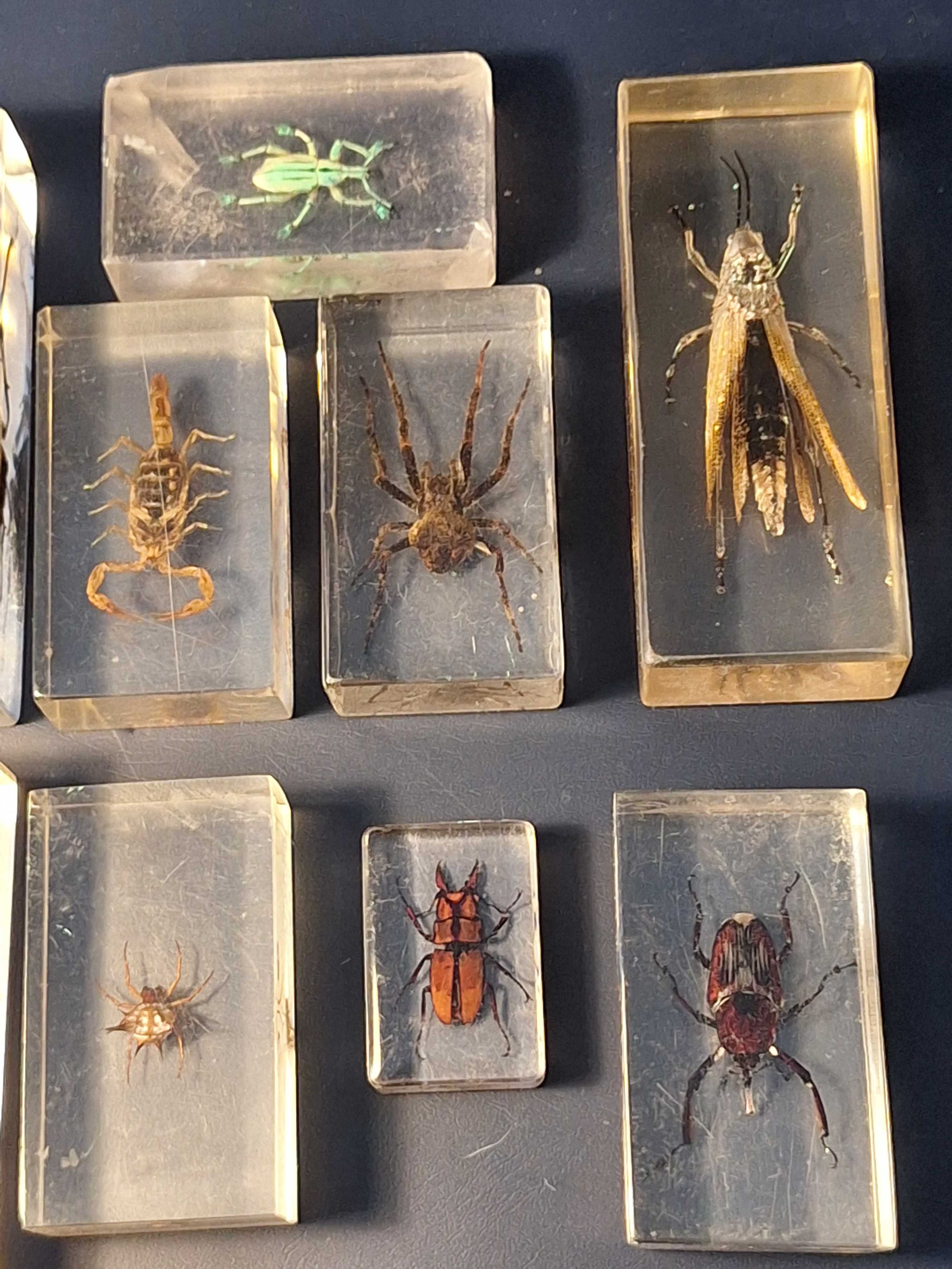Animais de colecção